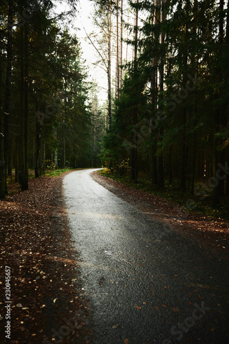 Narrow asphalt road going through dark conifer forest