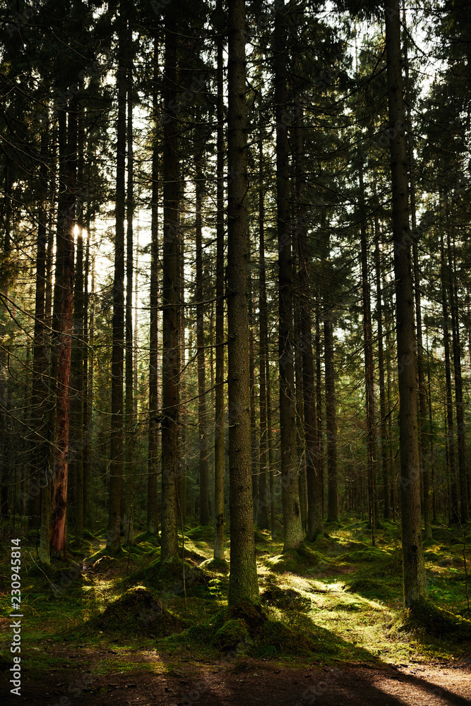 Fototapeta premium Sunlight streaming through a autumn pine forest