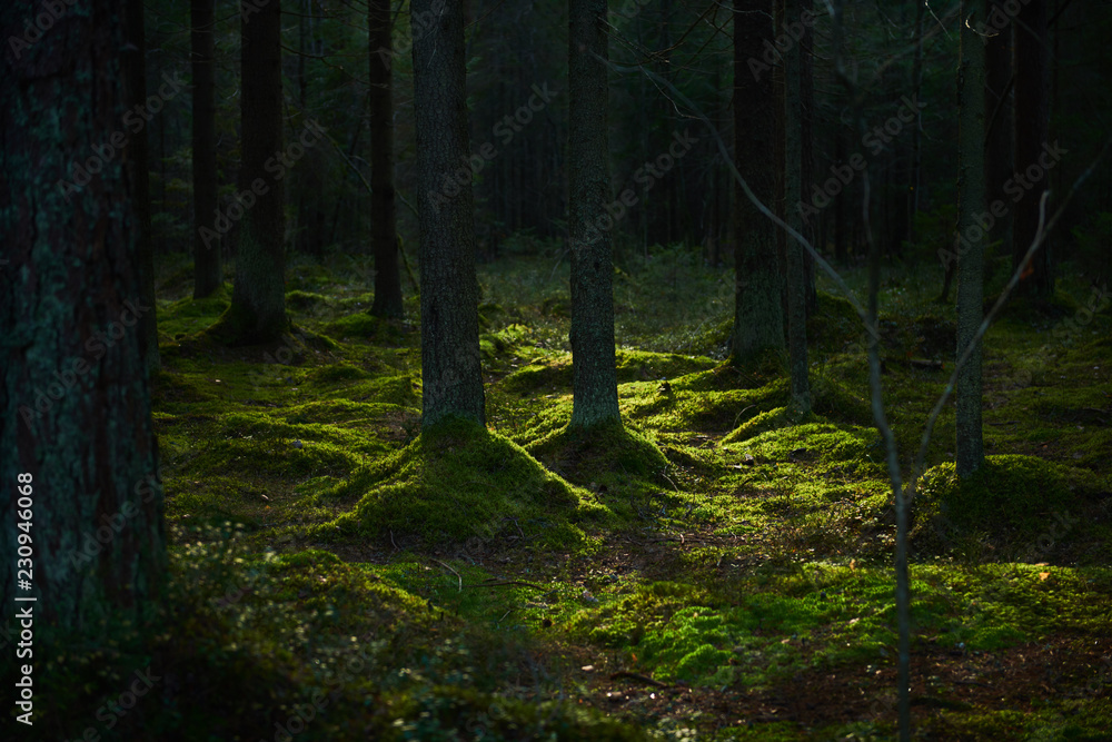 Fototapeta premium Sunlight streaming through a autumn pine forest