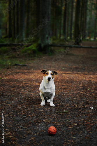 Dog standing on path in the forest
