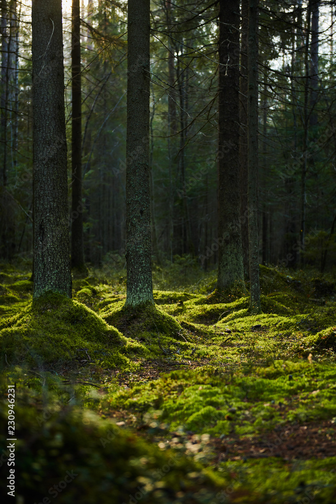 Sunlight streaming through a autumn pine forest Sunlight streaming through a autumn pine forest