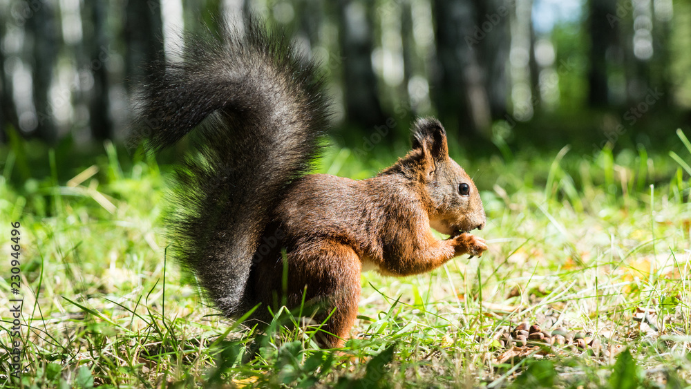 Close up Red squirrel eating nuts in the autumn forest