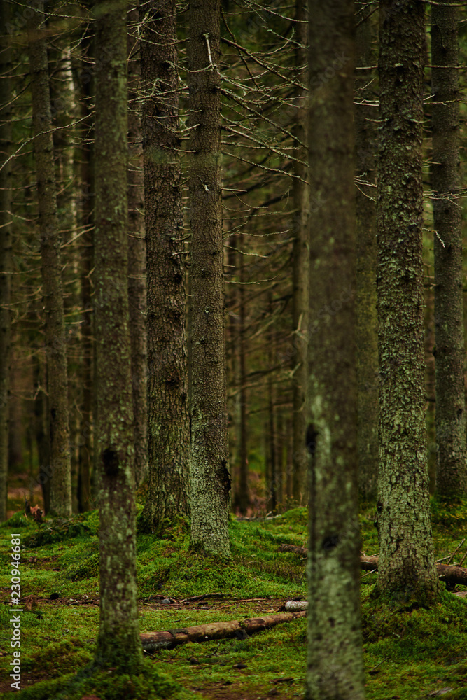 Sunlight streaming through a autumn pine forest Sunlight streaming through a autumn pine forest