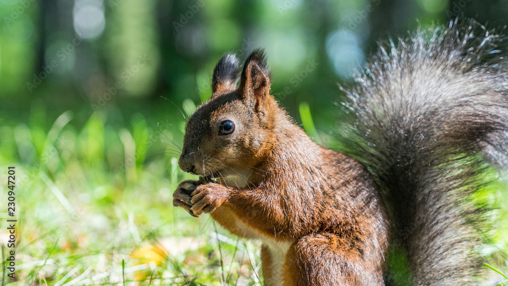 Fototapeta premium Close up Red squirrel eating nuts in the autumn forest