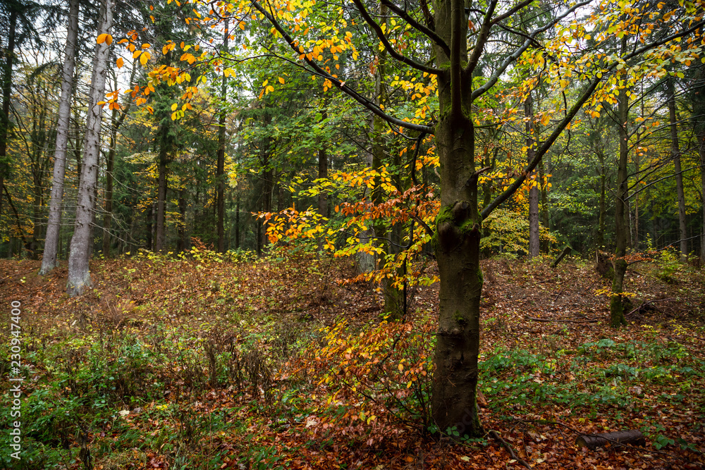 Hersbtfarben im Mischwald