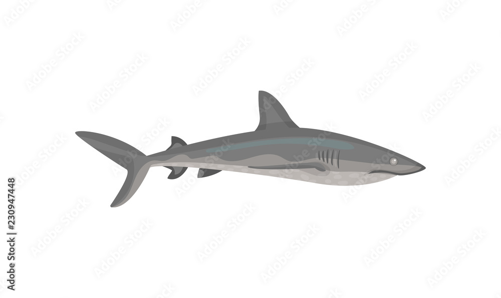 Flat vector icon of gray shark. Predatory fish with big fin on back ...