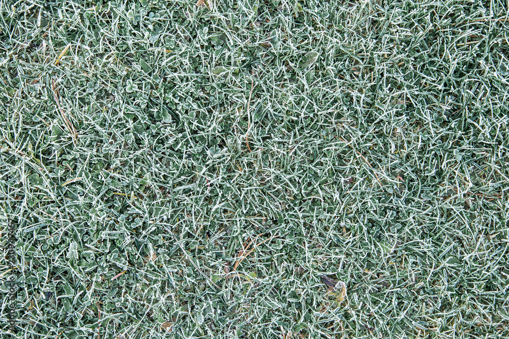 Hoar frost( pruina) in home garden on grass in the morning, below zero temperature. Top view background. Hoar frost( pruina) in home garden on grass in the morning, below zero temperature. Top view background.