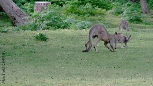 An Eastern Grey Kangaroo slowly travels past two smaller kangaroos in the Australian bush. Native Australia wildlife at Wombeyan Caves.
