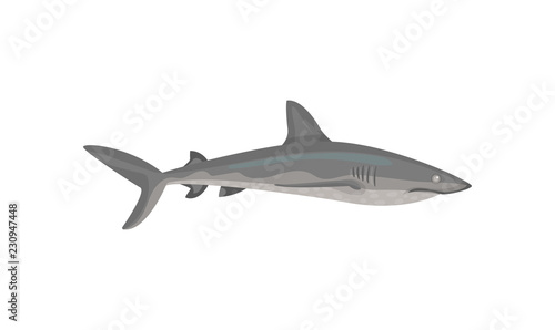 Flat vector icon of gray shark. Predatory fish with big fin on back. Marine fauna. Sea and ocean life theme