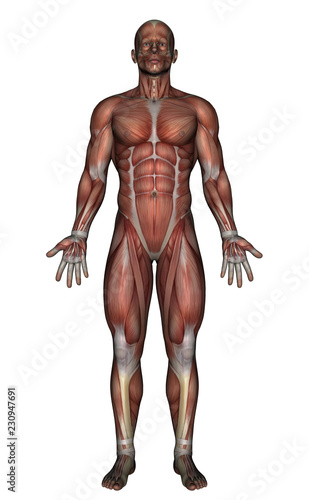 Anatomía Muscular Vista Frontal