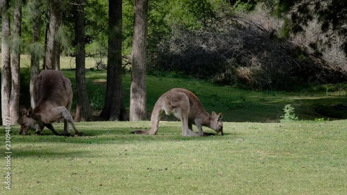 Two Eastern Grey Kangaroos graze on grass. Many native Australian birds sing around them in the Australian bush. Native Australian wildlife.