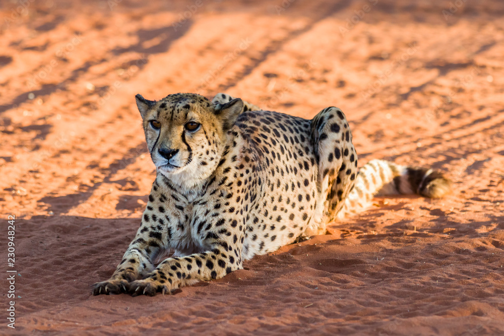 Fototapeta premium Gepard