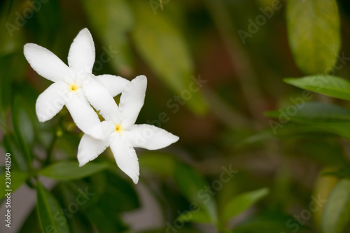 White Gardenia Crape Jasmine