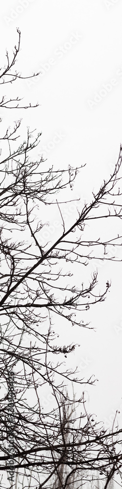 Ultrahigh resolution abstract background. Tree branches silhouette without leaves on pale white sky Ultrahigh resolution abstract background. Tree branches silhouette without leaves on pale white sky