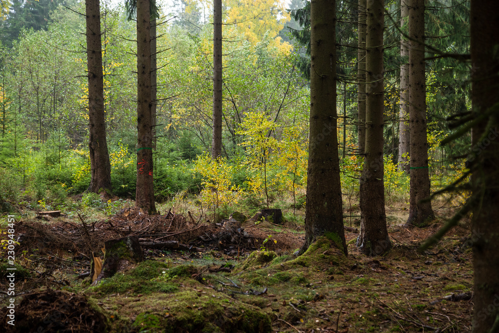 Obraz premium Fichtenwald im Harz