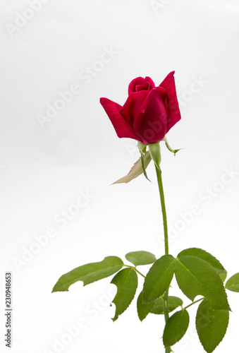 Rose with leaf