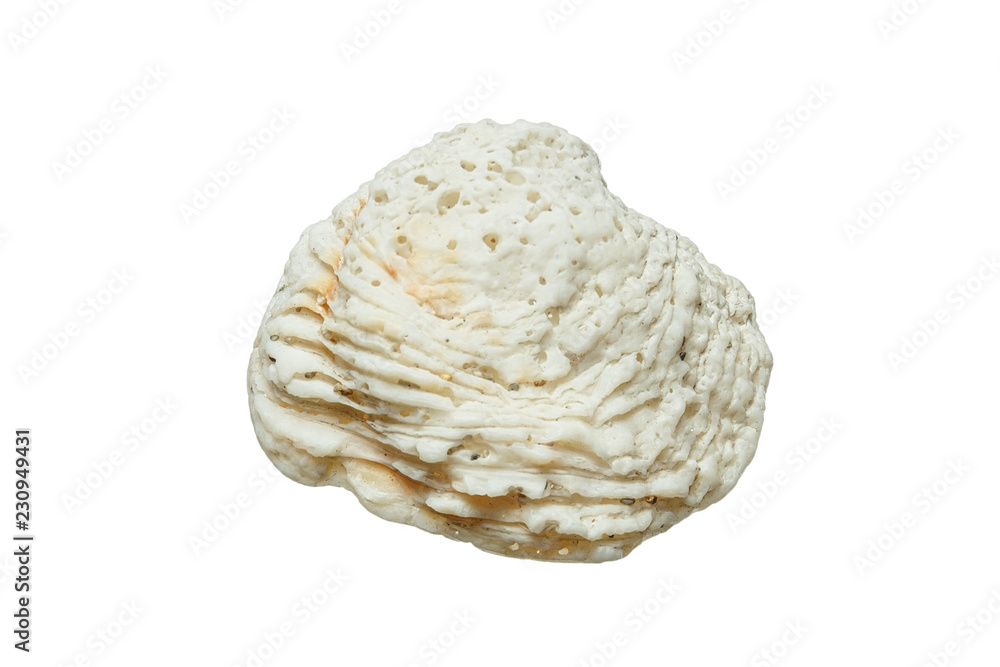 Sea Shell Sea Shell