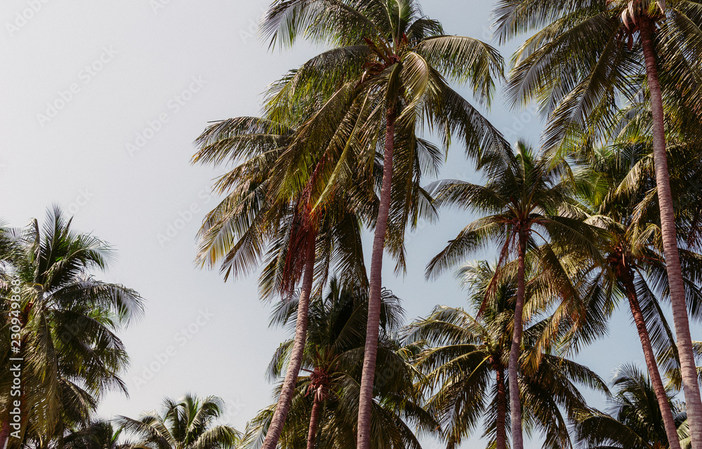 Coconut palm tree for summer background, vintage tone.