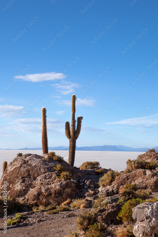 Giant cactus cover the island of Incahuasi or Fish Island, a unique island in the salt plain of Uyuni.
