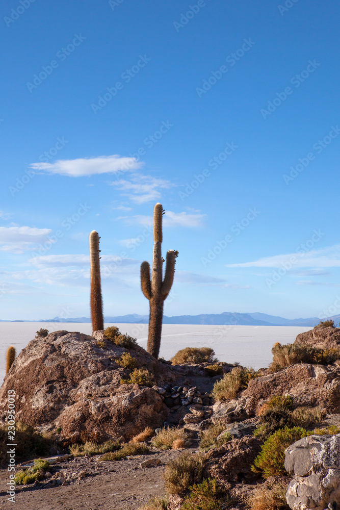 Giant cactus cover the island of Incahuasi or Fish Island, a unique island in the salt plain of Uyuni. Giant cactus cover the island of Incahuasi or Fish Island, a unique island in the salt plain of Uyuni.