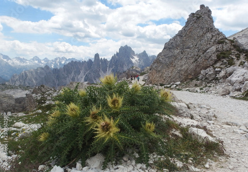 Włochy, Dolomity - na szlaku wokół Tre Cime, widok z kwiatami (dziewiećsił carlina)