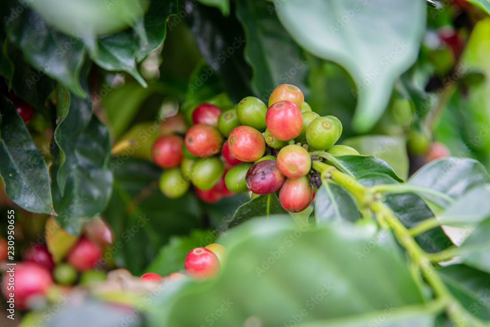 Arabicas Coffee Tree on Coffee tree at Doi Chaang in Thailand, Coffee bean Single origin words class specialty.vintage nature background Arabicas Coffee Tree on Coffee tree at Doi Chaang in Thailand, Coffee bean Single origin words class specialty.vintage nature background
