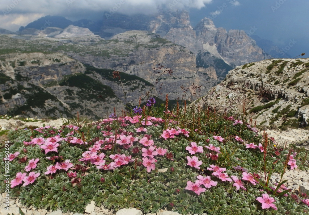 Włochy, Dolomity - na Szlaku  Sentiero Bonacossa, widok z różowymi kwiatami