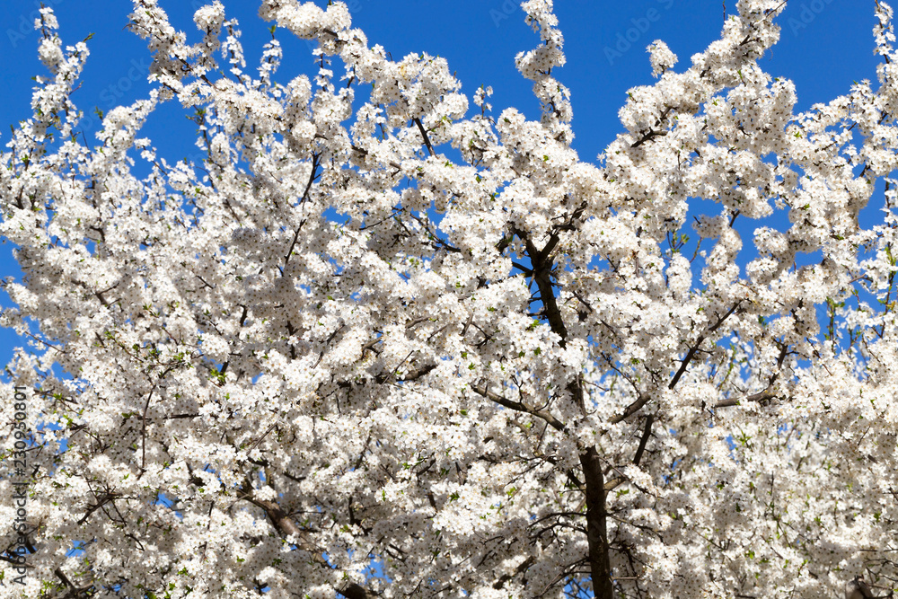 blooming cherry