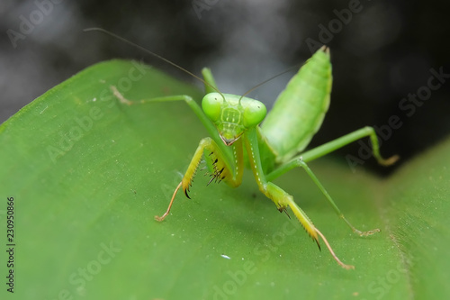 green mantis asia