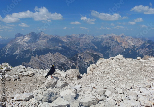Włochy, Dolomity - Ferrata Dibona w masywie Cristallo, widok z krukiem