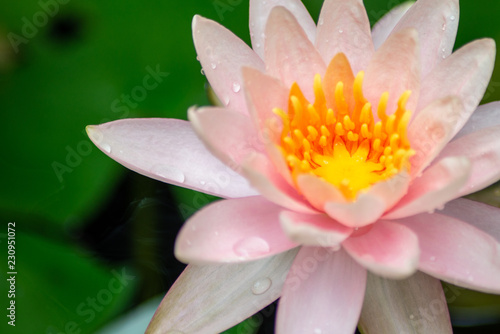 A beautiful lotus flower is complimented by the rich colors of the deep blue water surface.Nature Background.