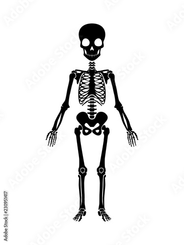 Skeleton human anatomy. Vector halloween black skeleton isolated on white. X-ray Concept and Human Radiography Icon.