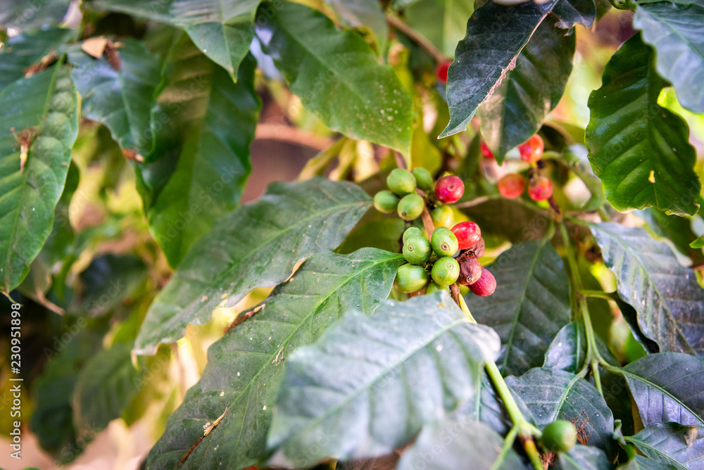 Arabicas Coffee Tree on Coffee tree at Doi Chaang in Thailand Arabicas Coffee Tree on Coffee tree at Doi Chaang in Thailand