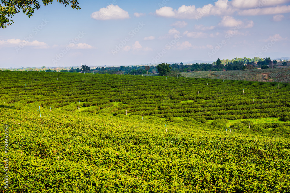 green tea Farm landscape with green field and blue sky.