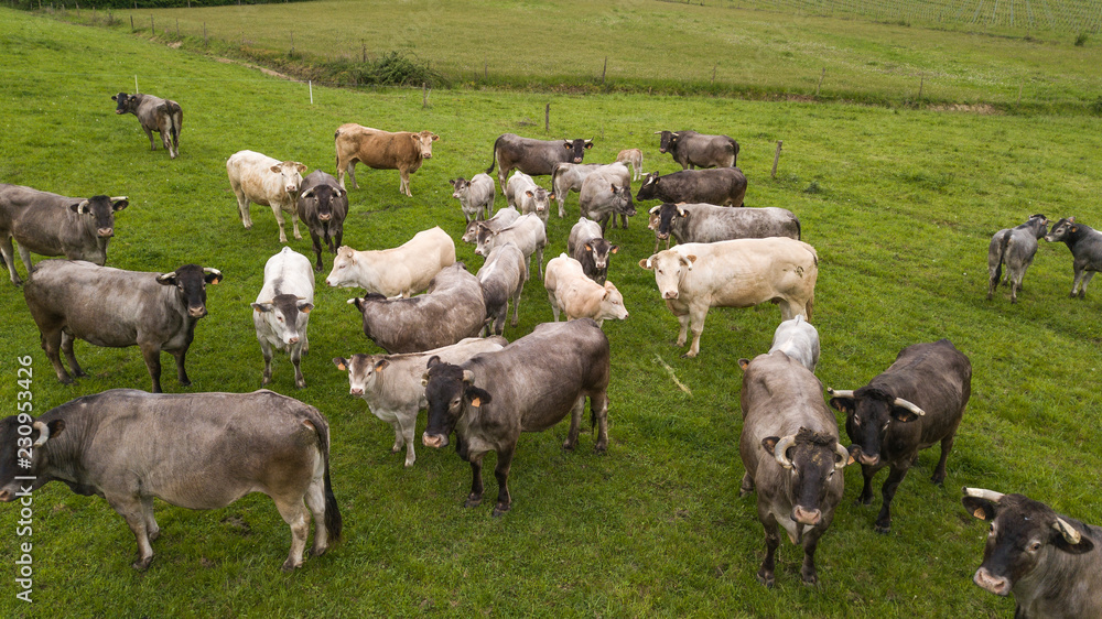 Aerial view Bazadaise cows and calves daisy in the meadow, Gironde Aerial view Bazadaise cows and calves daisy in the meadow, Gironde