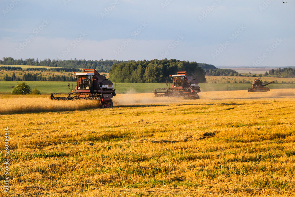 Obraz premium Combine harvester. old combine harvester working on the wheat field Kombain collects on the wheat crop. Agricultural machinery in the field.