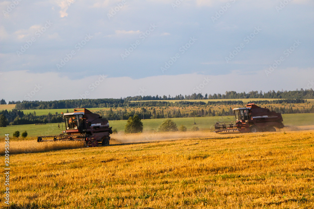 Fototapeta premium Combine harvester. old combine harvester working on the wheat field Kombain collects on the wheat crop. Agricultural machinery in the field.