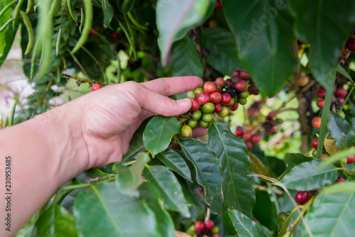arabica coffee berries with agriculturist hands