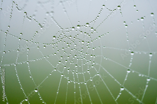 Water drops in spiders net © Vesna