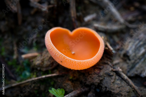 Orange Peel Fungus in heart form