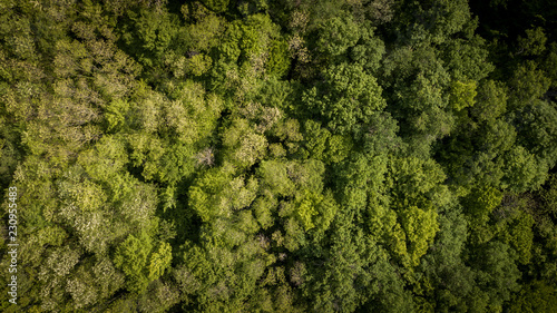 Aerial of flying over a beautiful green forest in a rural landscape, Gironde