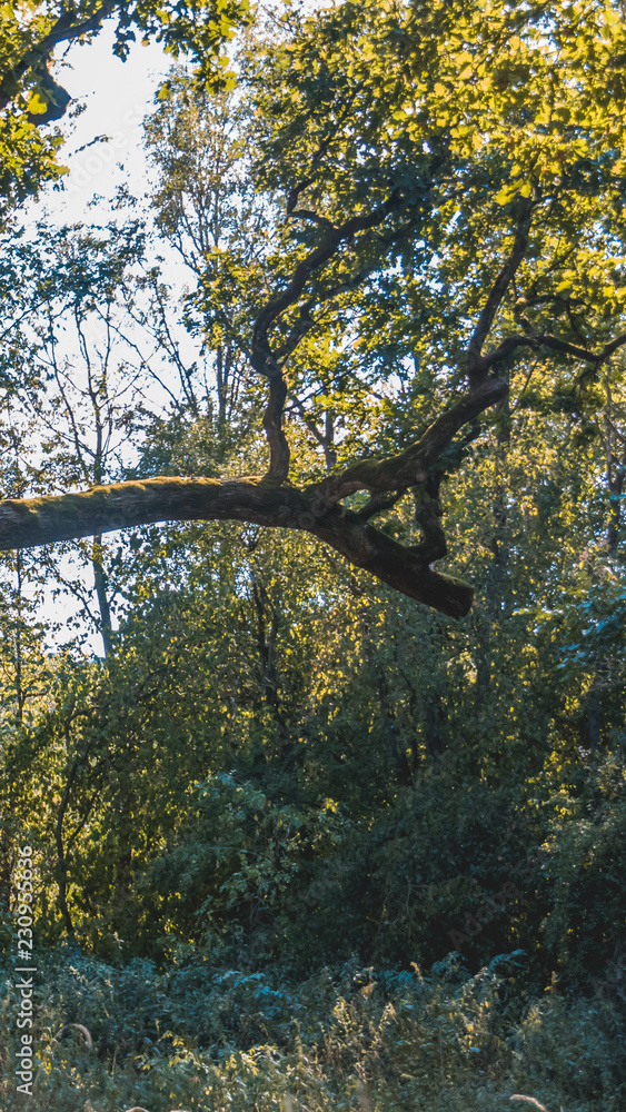 Smartphone HD wallpaper of 100-year-old oak near Bad Griesbach - Bavaria - Germany Smartphone HD wallpaper of 100-year-old oak near Bad Griesbach - Bavaria - Germany