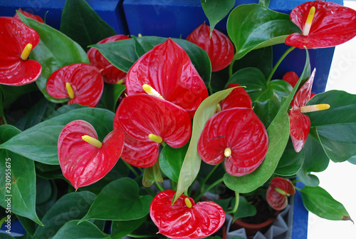 Anthurium Red Champion grow in the flower pot. Spring time in  Netherlands. 
