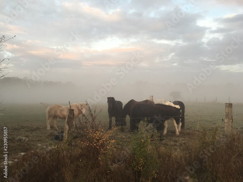 Island Pferde am morgen © shinyoung