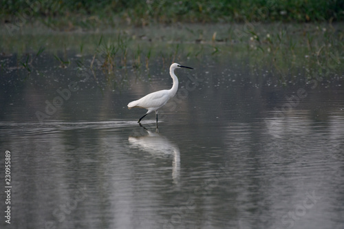 white bird egret fishing in water
