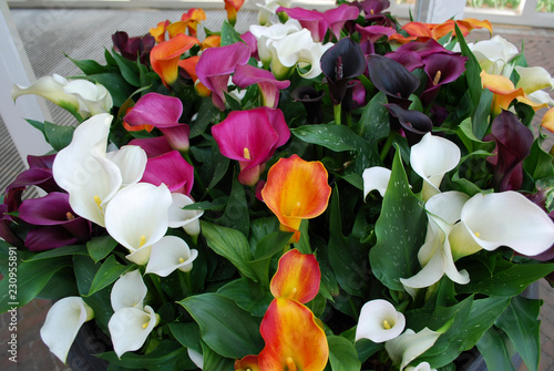 Bouquet of multicolor callas  orange  purple  white  red  yellow . Spring time in  Netherlands.