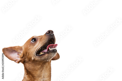 small dog, looking up, portrait, business concept, on white background, isolate, copy space