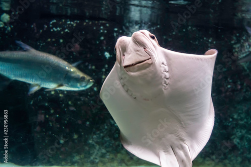 Whitish belly of Cownose ray (Rhinoptera bonasus) with its broad head, wide-set eyes and set of dental plates. Cownose rays have barb at the tail and weak venom to defend from the threat.