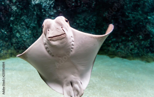 Whitish belly of Cownose ray (Rhinoptera bonasus) with its broad head, wide-set eyes and set of dental plates. Cownose rays have barb at the tail and weak venom to defend from the threat.