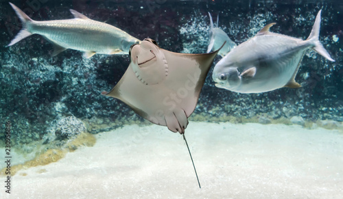 Cownose ray (Rhinoptera bonasus) swimming among fishes. Cownose rays have barb at the tail and weak venom to defend from the threat. It can pose a low to moderate risk to humans.